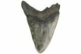 Bargain, Fossil Megalodon Tooth - South Carolina #189890-1